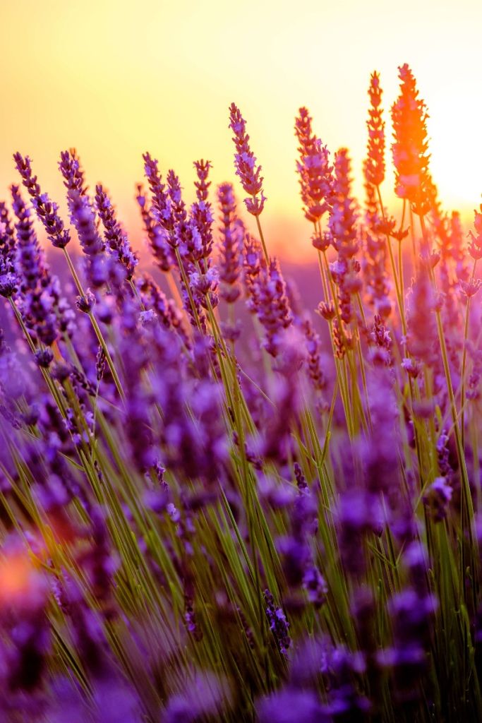 Close-up lavendel