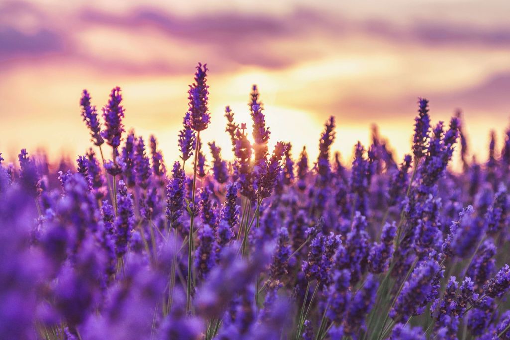 Lavendel bloemen