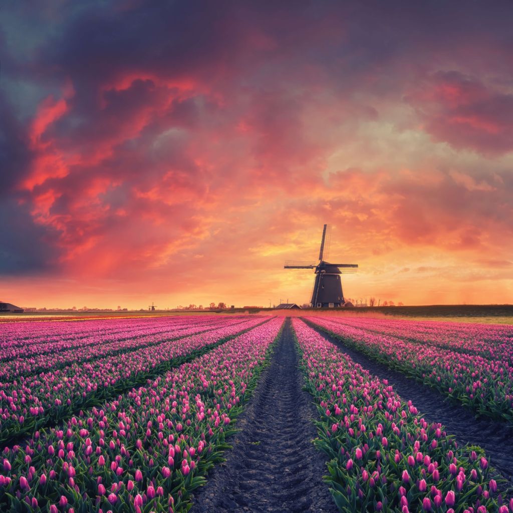 Tulpen met molen