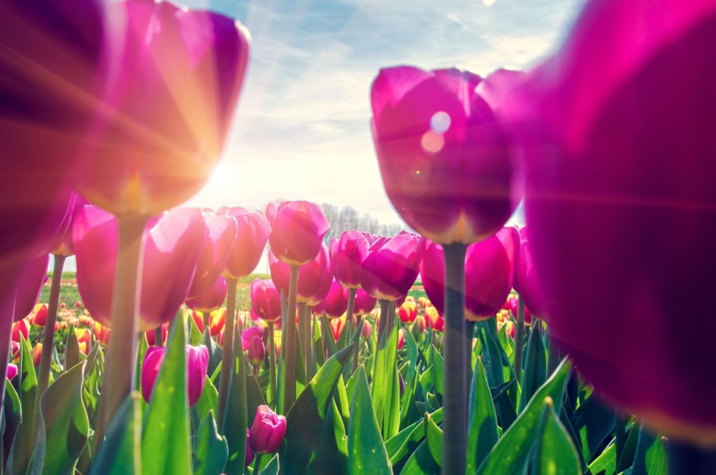 Tulpenveld roze