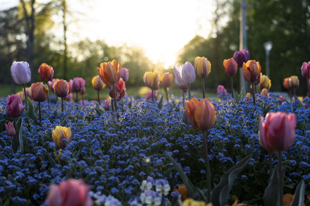 Vrolijk tulpenveld