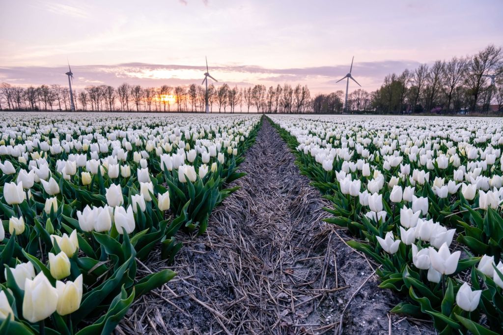 Wit tulpenveld