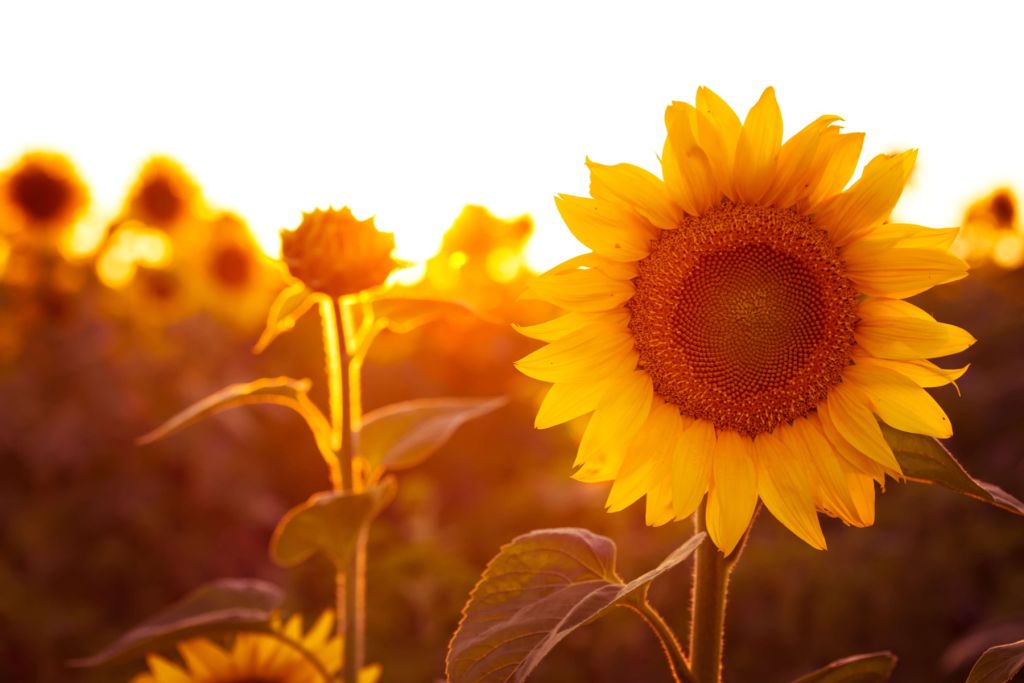 Warm zonnebloemveld