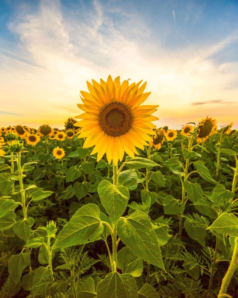 Zonnebloem in het veld