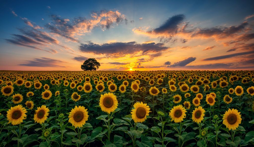 Veld vol zonnebloemen