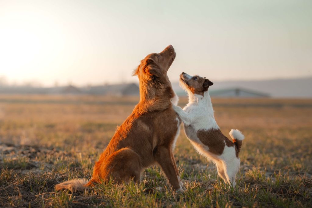 Omhoog kijkende honden