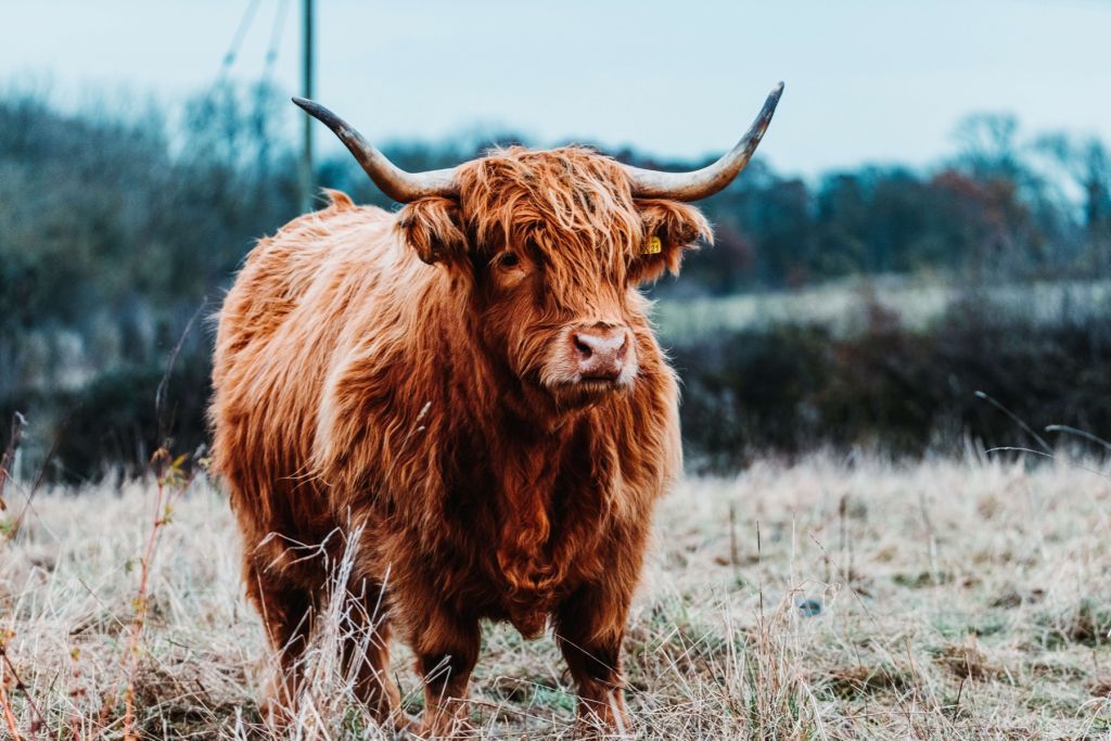 Schotse hooglander in het bos