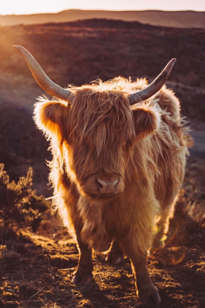 Schotse hooglander in de zon