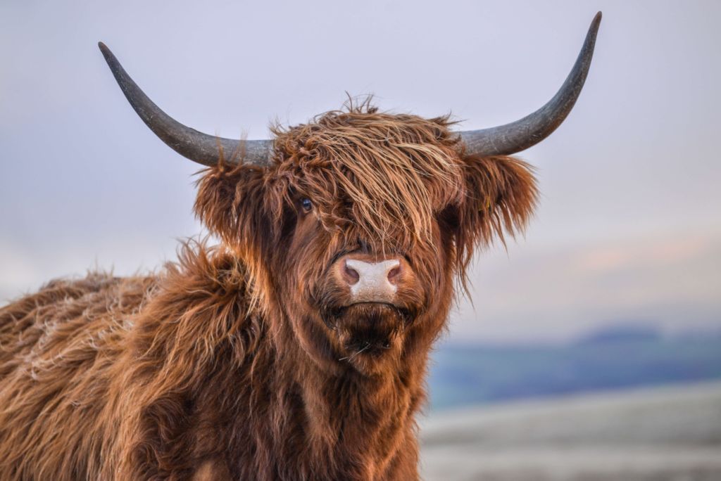 Starende Schotse hooglander