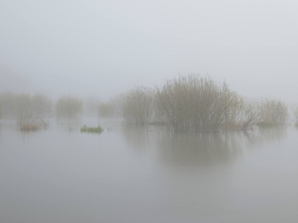 Mist in natuurgebied