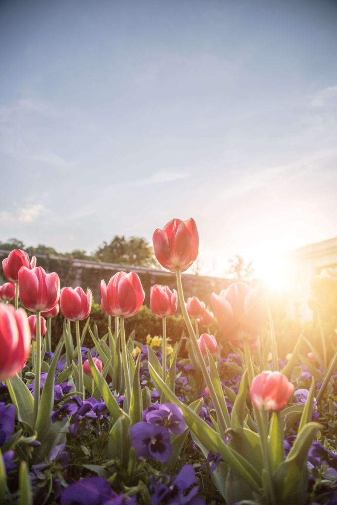 Bloemen met zon