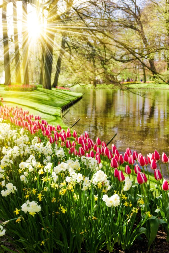 Bloemen in een zonnig park