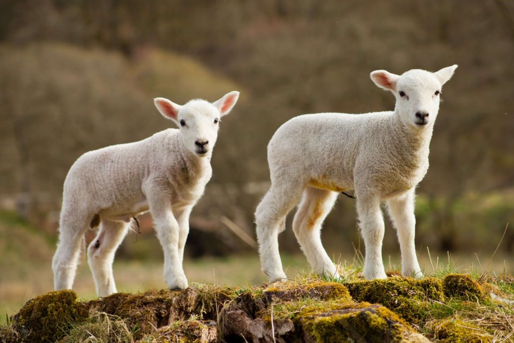 Witte lammetjes