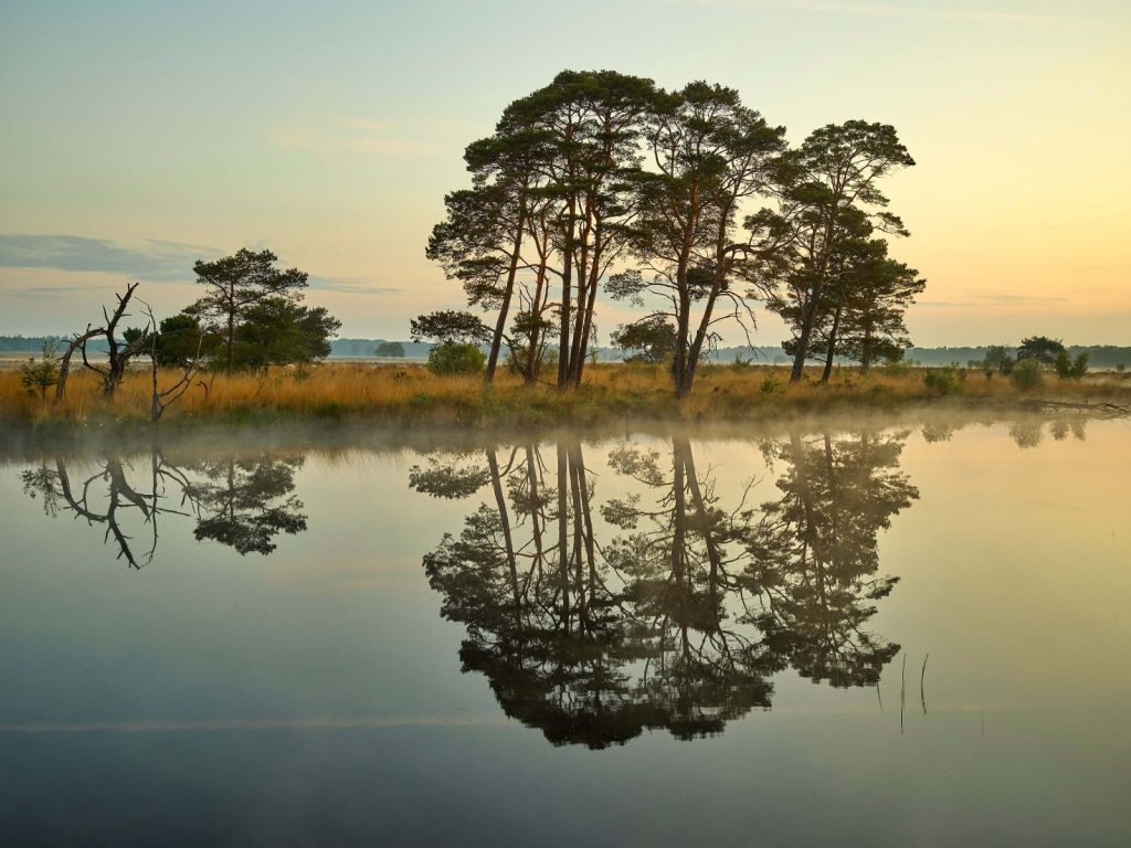 Reflectie in bosven