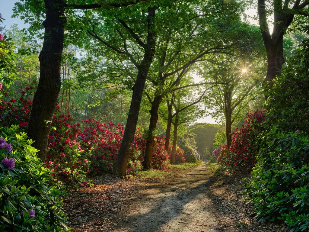 Zonsopkomst bij pad met rhododendrons