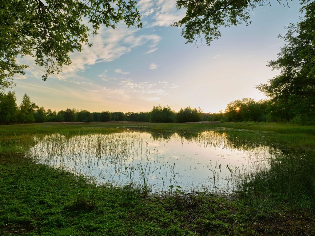 Zonsondergang bij bos