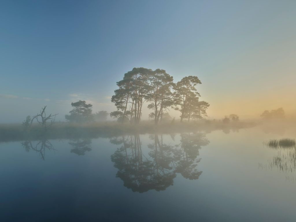 Mist in heidegebied