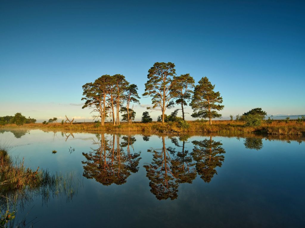 Weerspiegeling in bosmeertje