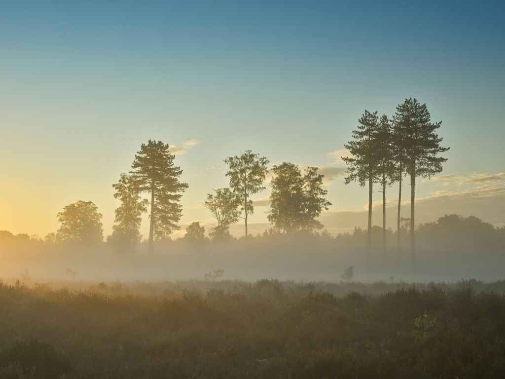 Mistig heidegebied