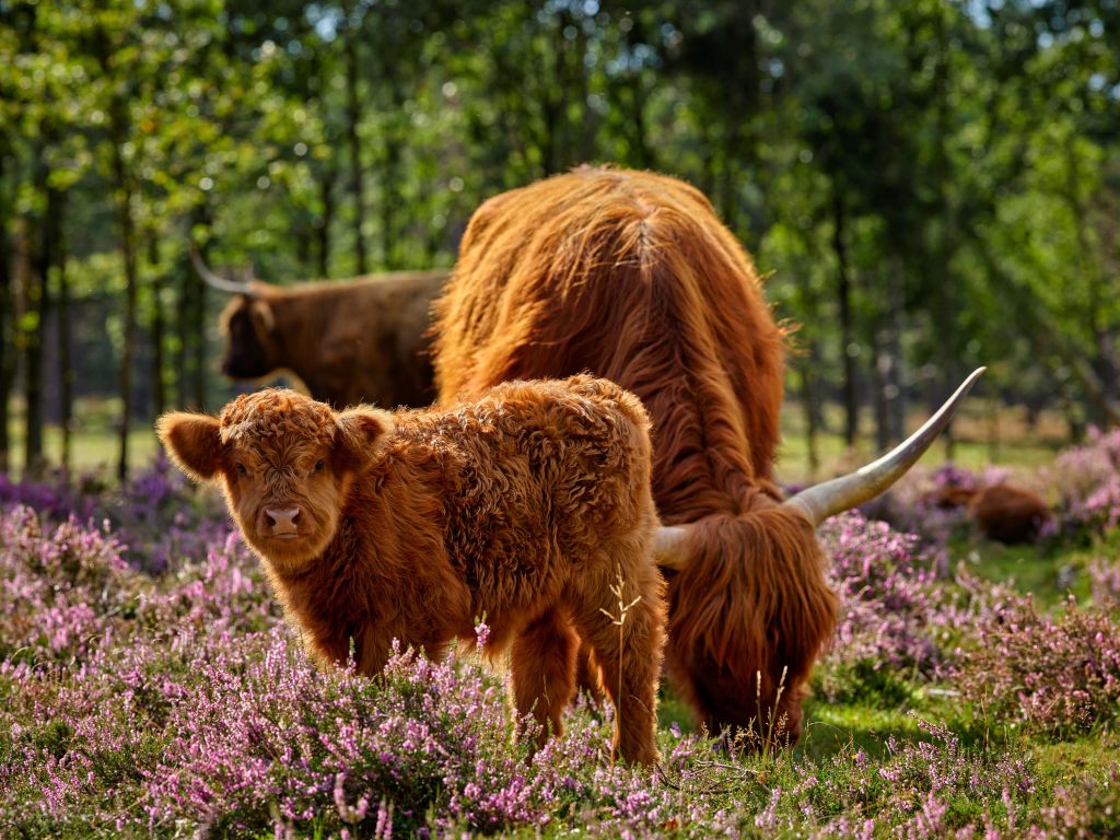 Familie Schotse hooglanders