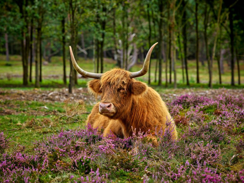 Schotse hooglander tussen paarse heide