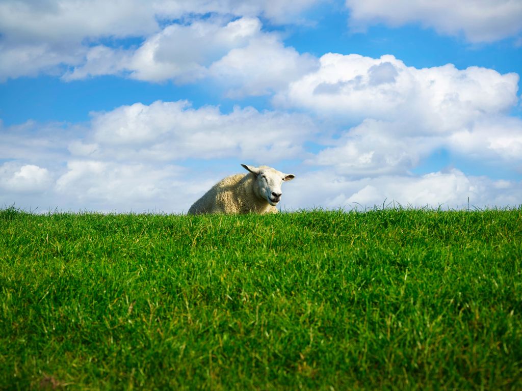 Schaap op de dijk