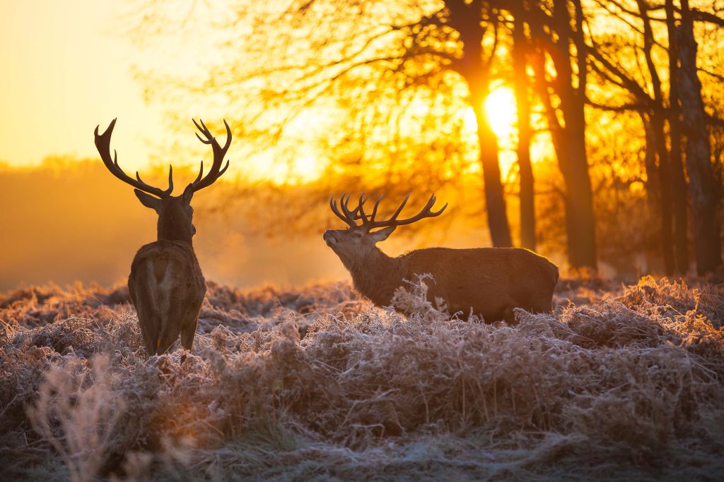 Herten bij zonsondergang