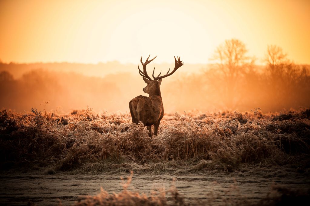 Hert bij zonsopkomst