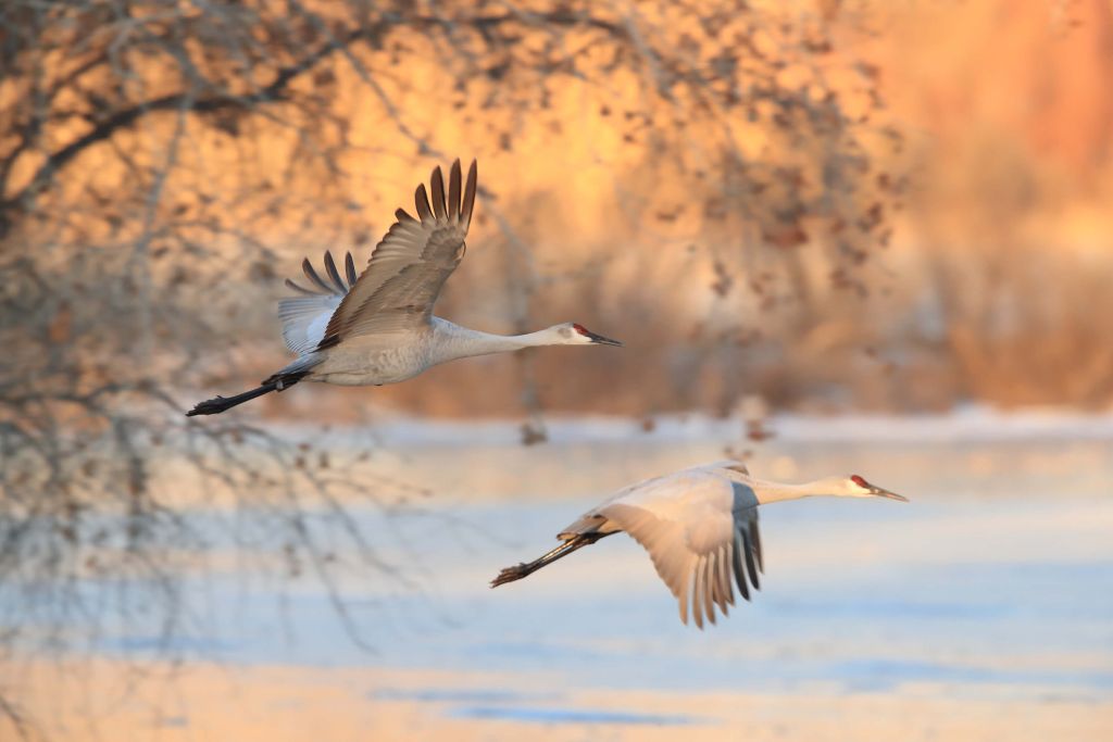 Vliegende kraanvogels