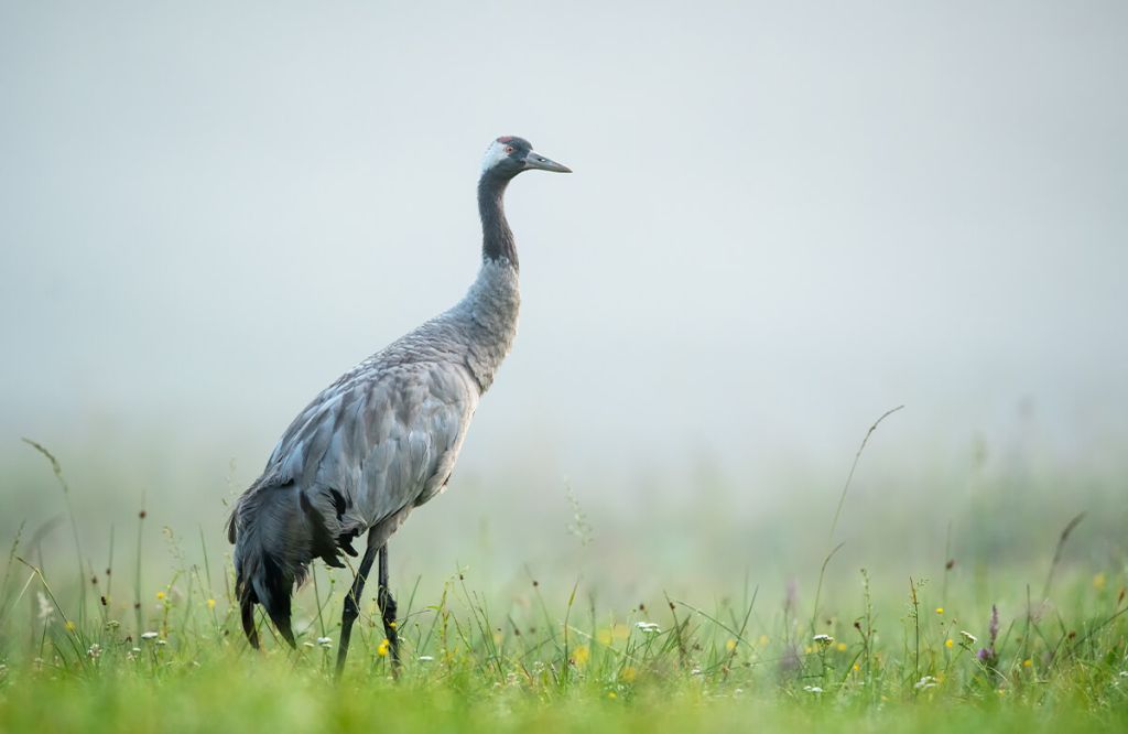 Kraanvogel in de ochtendmist