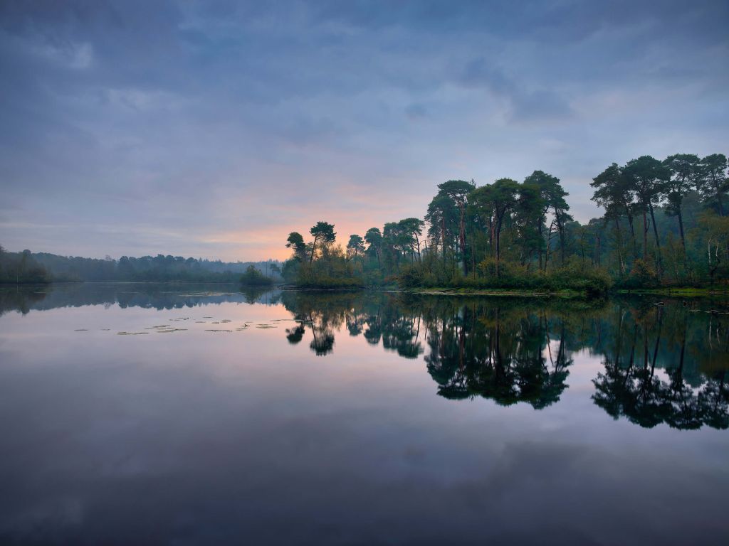 Weerspiegeling in bossen bij zonsopkomst