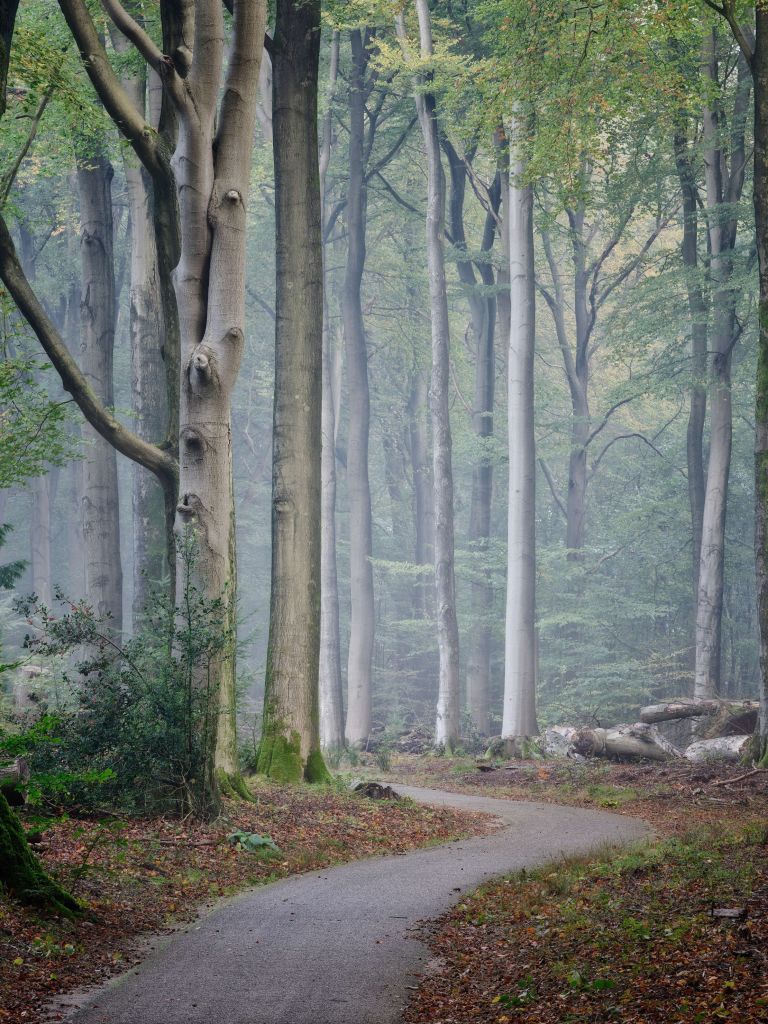 Pad door het bos