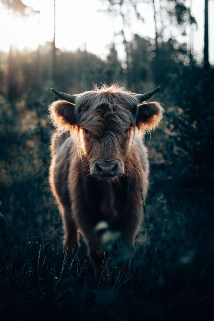 Jonge Schotse hooglander