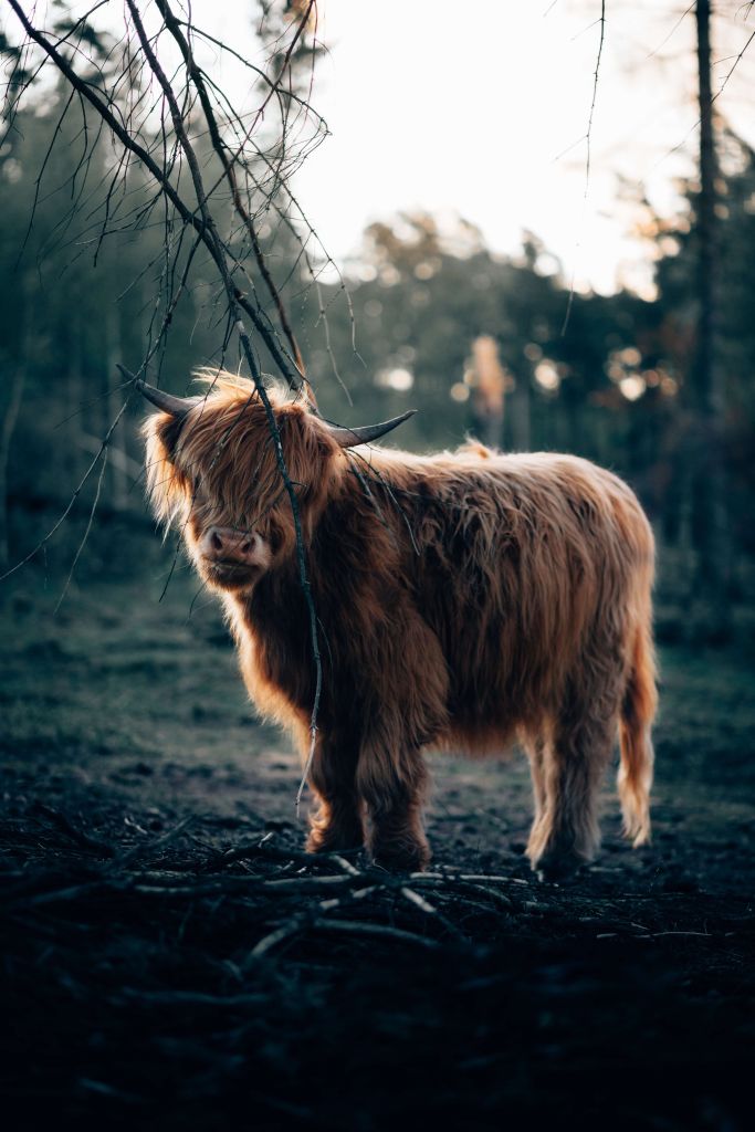 Schotse hooglander aan de bosrand