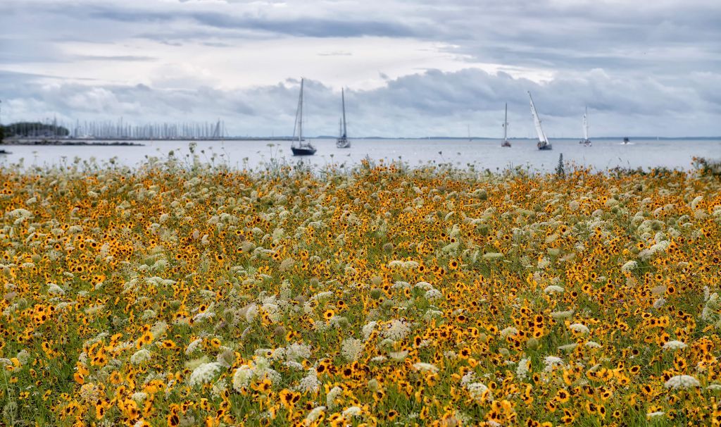 Dandelions