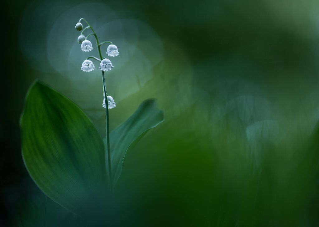 Lilly of the Valley