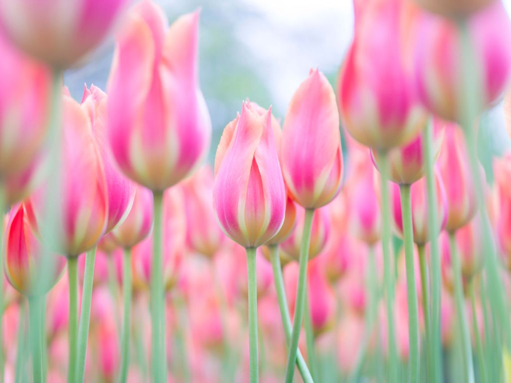 Close-up roze tulpen