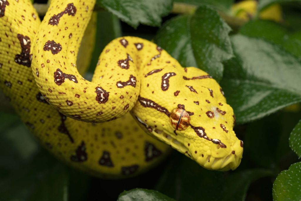 Close-up Boompython