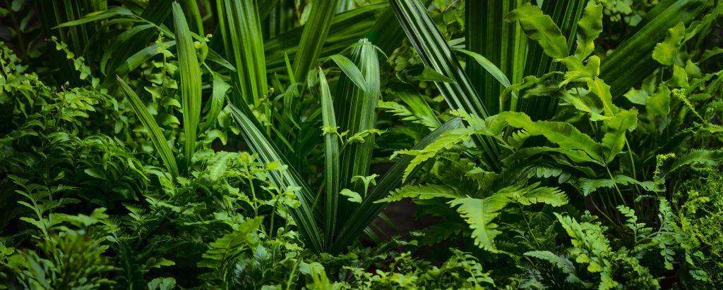 Panorama met planten