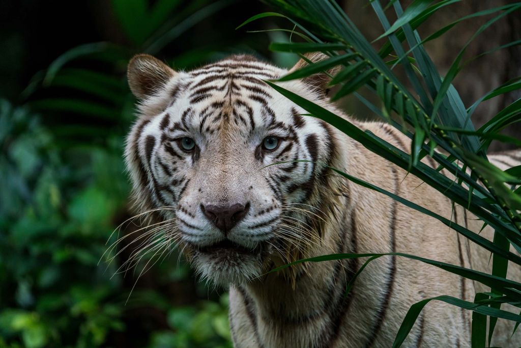 Witte tijger