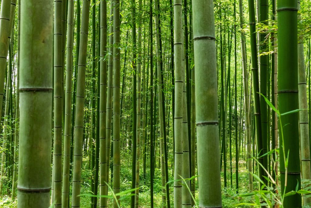 Midden in het bamboebos