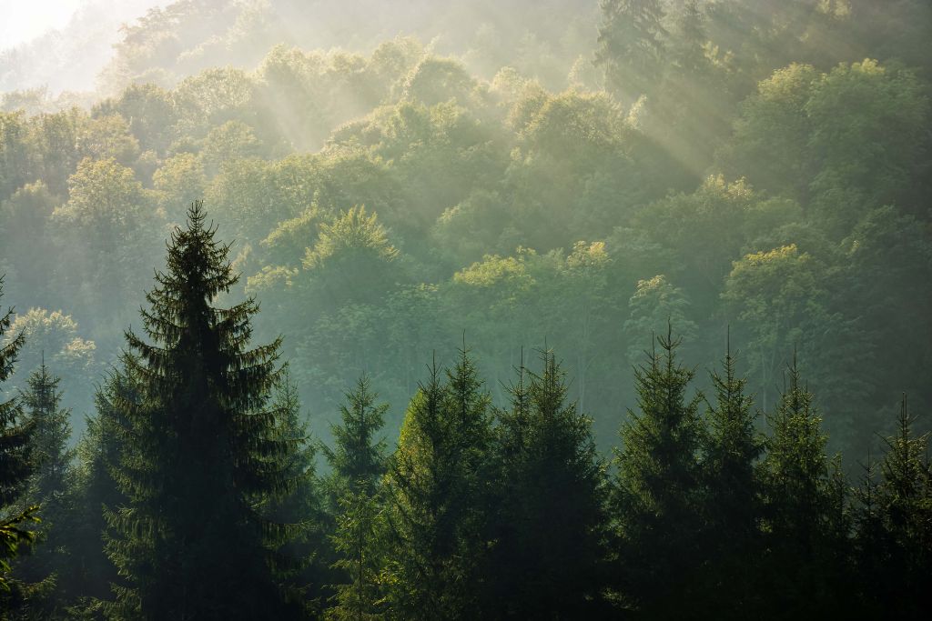 Zonnestralen over het bos