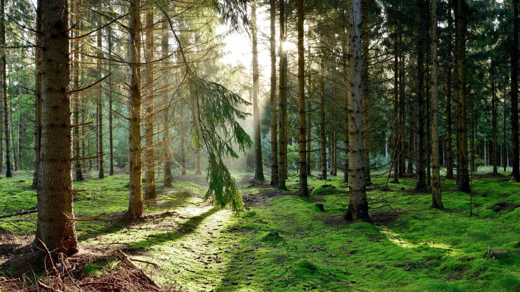 Naaldbos in de ochtendzon