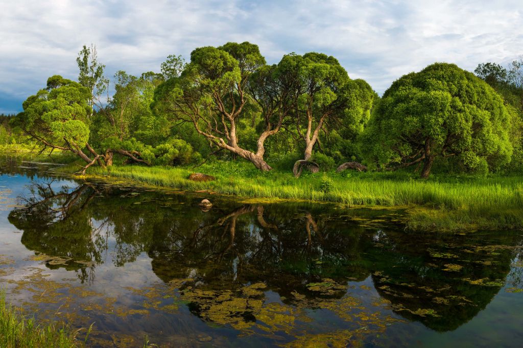 Bomen bij een meer