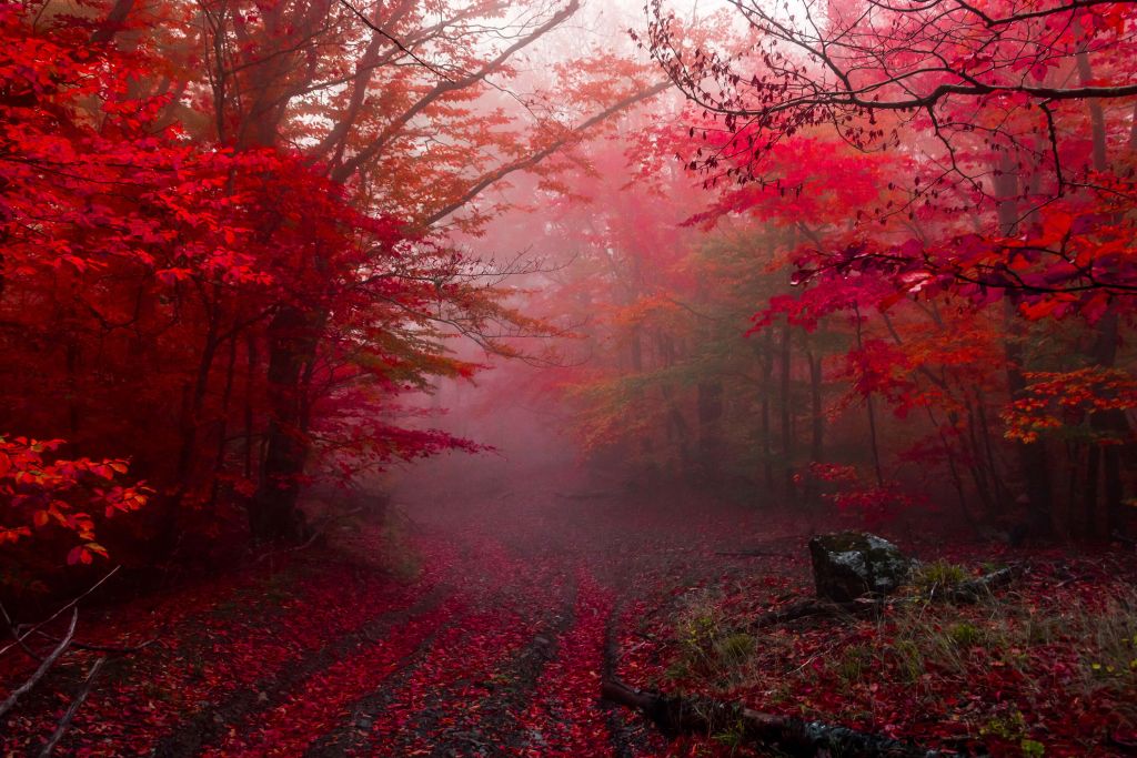 Rood bos