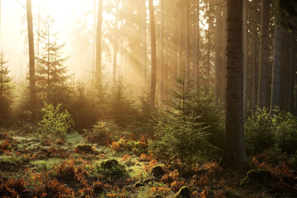 Zonnestralen door het bos