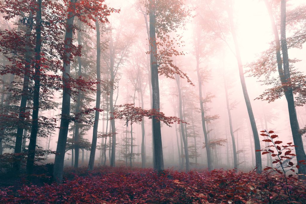 Rood boslandschap