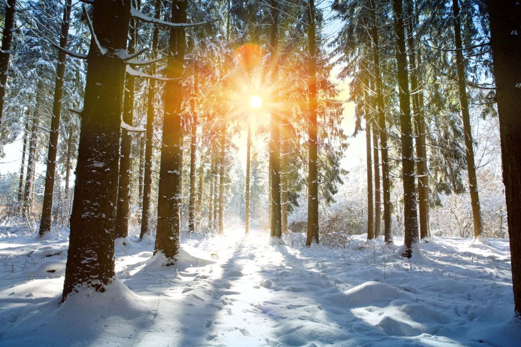 Zonlicht in het winterbos