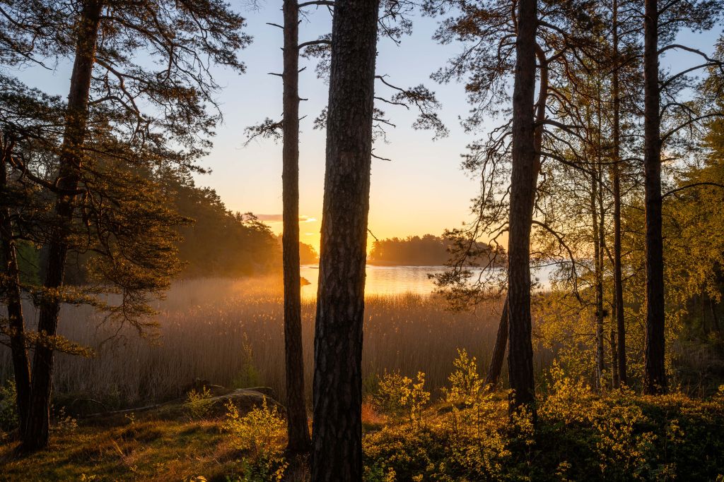 Bos tijdens zonsondergang