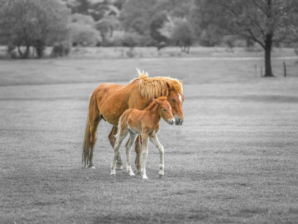 New Forest